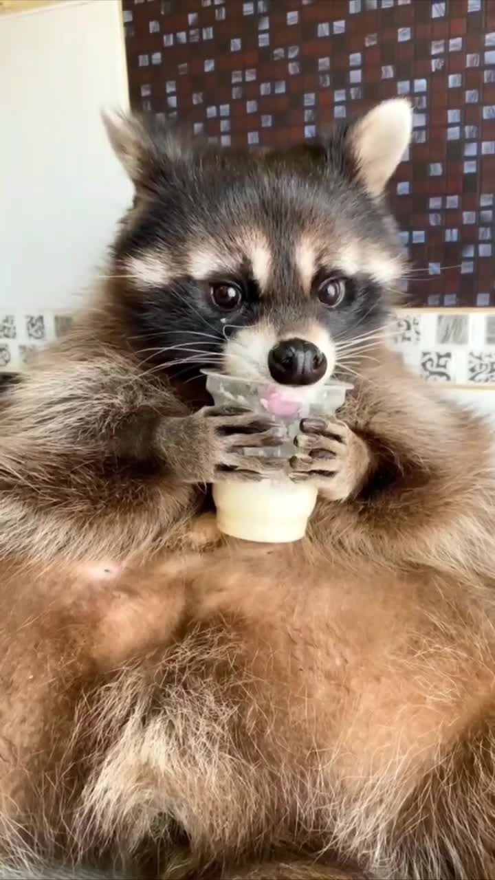 животные Милые видео