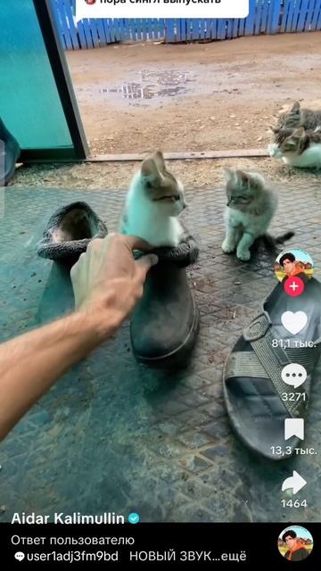 ультранападение котиков