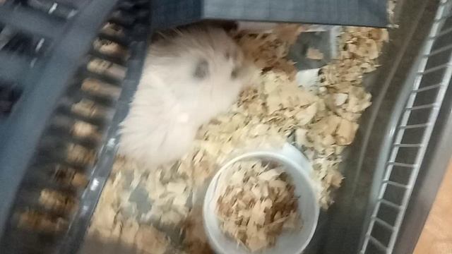 VID_20260418_195713.mp4