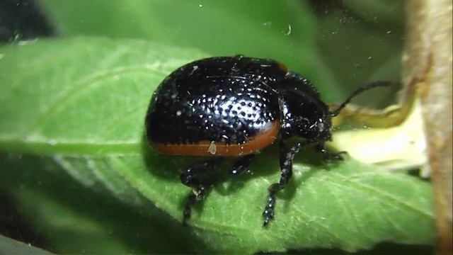 ИНСЕКТАРИЙ: 460. Листоед Краснокаёмчатый (Chrysolina sanguinolenta) 2V