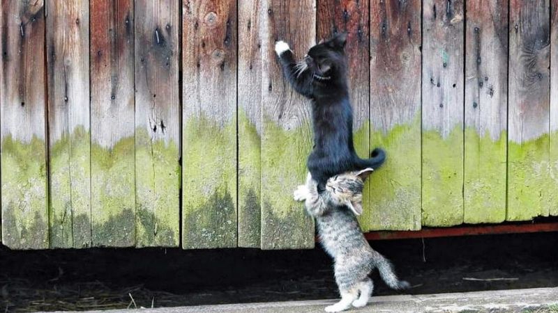 Есть ли воображение у животных? И о другом интересном.