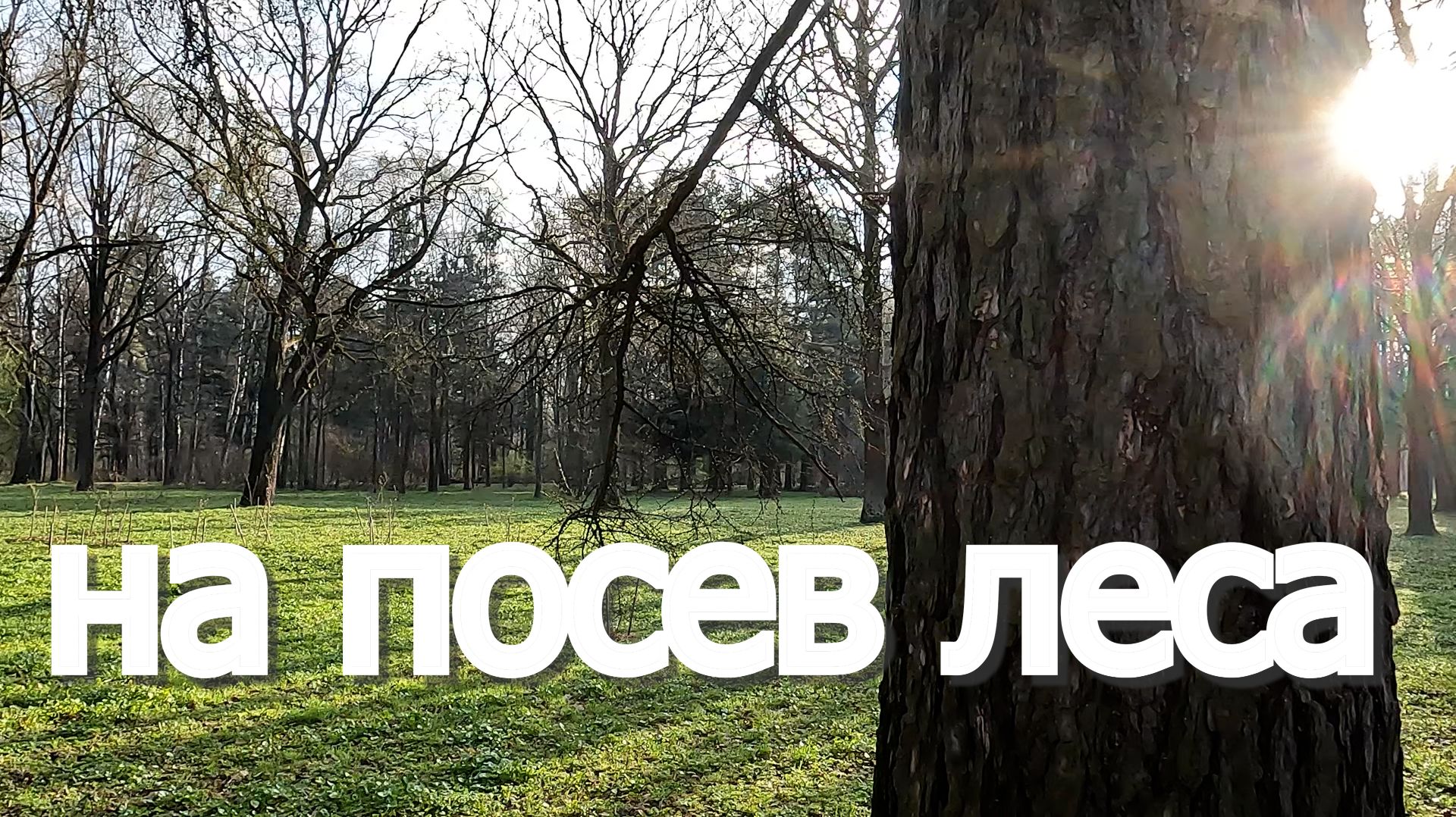 На посев леса