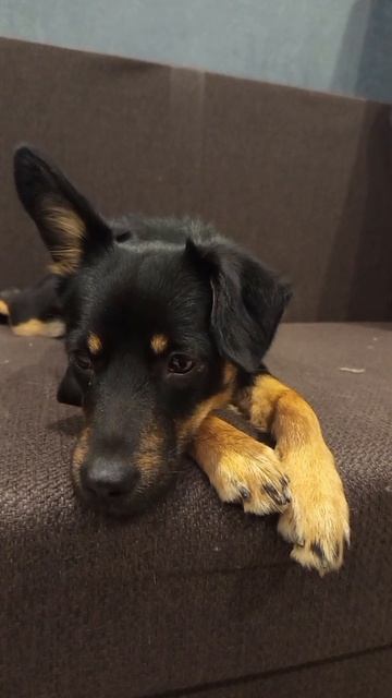 Альфа #собачка #домашниепитомцы #любимыеживотные #мойпитомец #милота