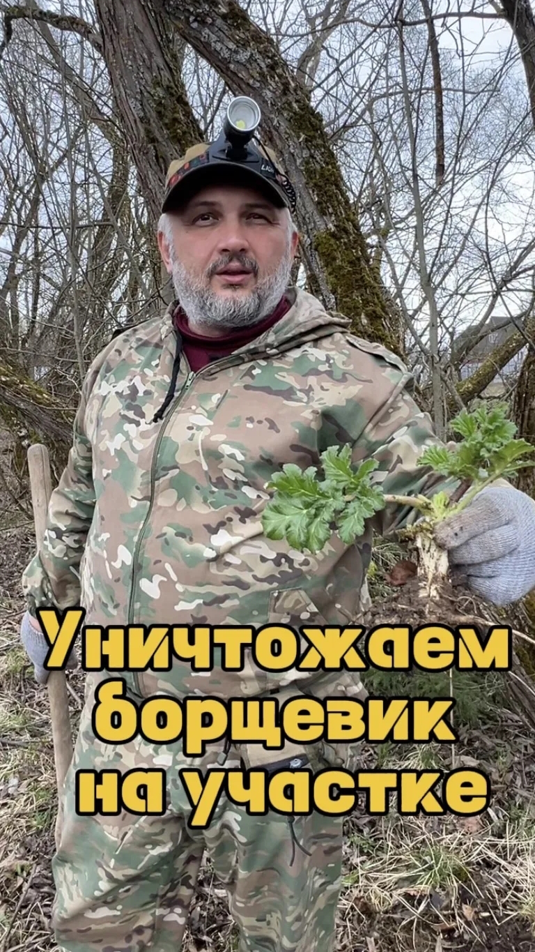 Уничтожаем борщевик по весне.