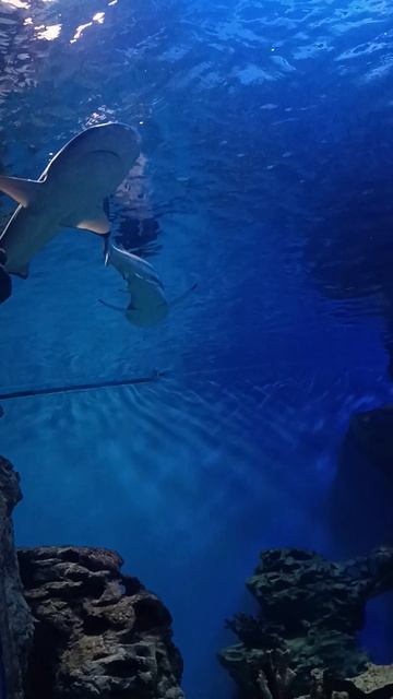 Большие Рыбы 