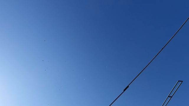 17.04.26 г. Андижанская порода голубей 1