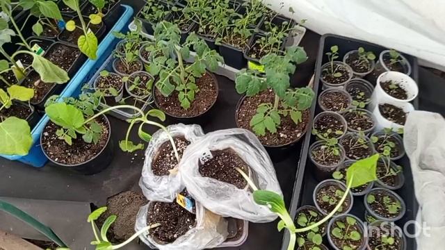 //198// На улице холодно, настроения нет.Готовлю обед.Посеяла ещё капусту.К вечера нажарила чебуреки