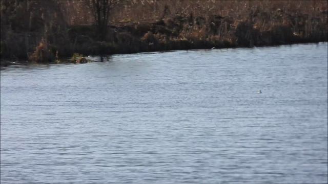 Птицы из Красной Книги Новгородской области Луток наблюдение в Шолохово 18 апреля 2026