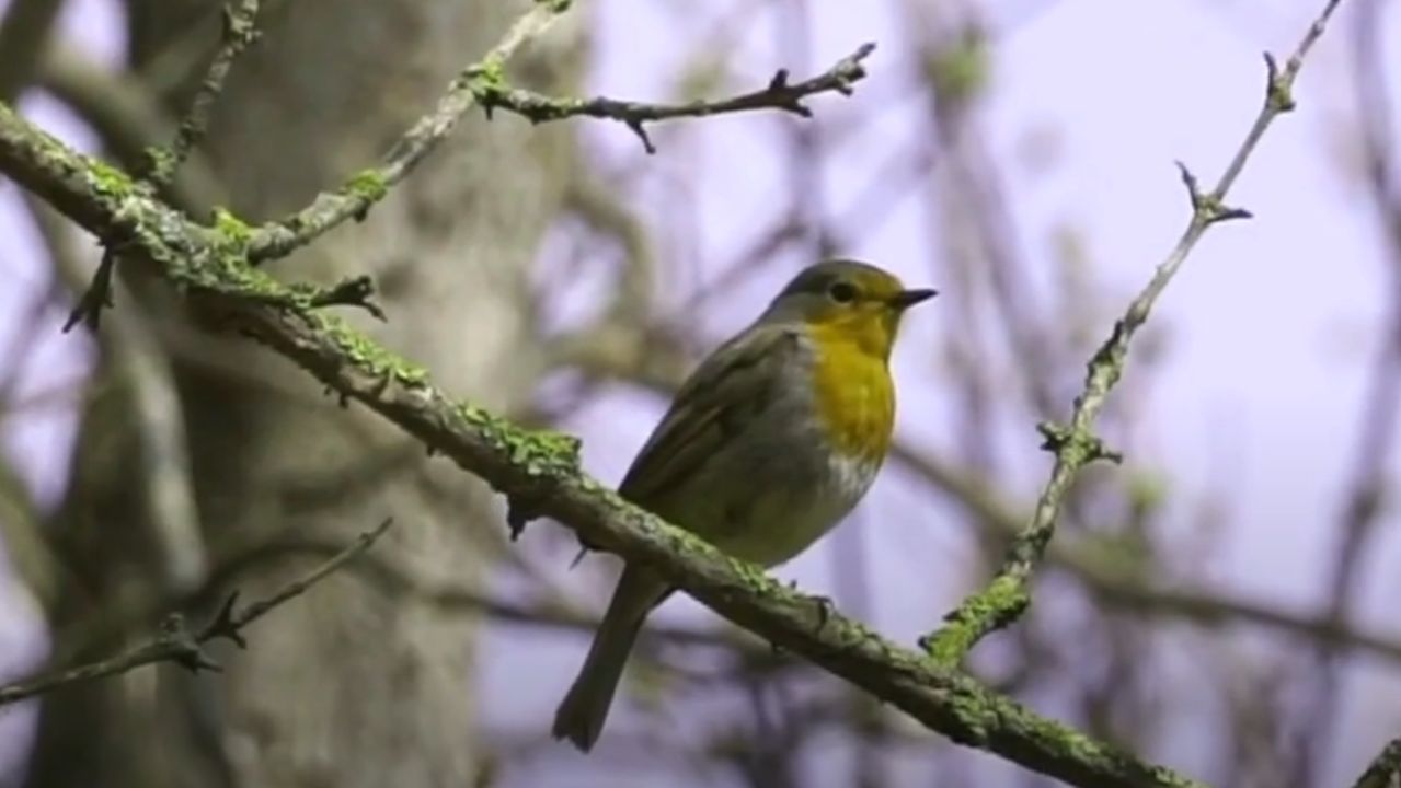 Скромная малиновка