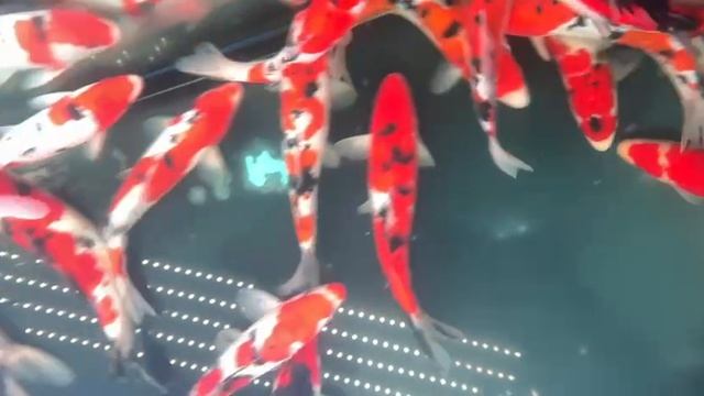 Koi Sanke Indonesia  на птичке в Москве