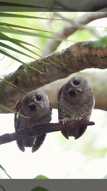 Мышь не проскочит