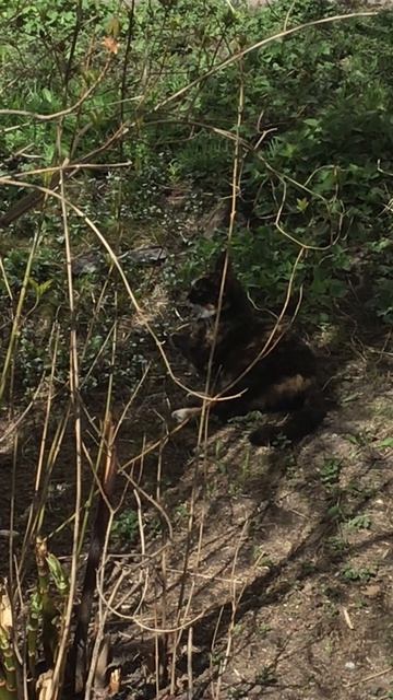 Санкт-Петербург. Проспект Энгелса. 17.04.2026. Цветы у дома. Эпизод 10