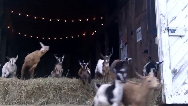 Baby Goat Flood At Sunflower Farm