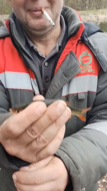 Первая рыбка пойманная на поплапоппер..mp4