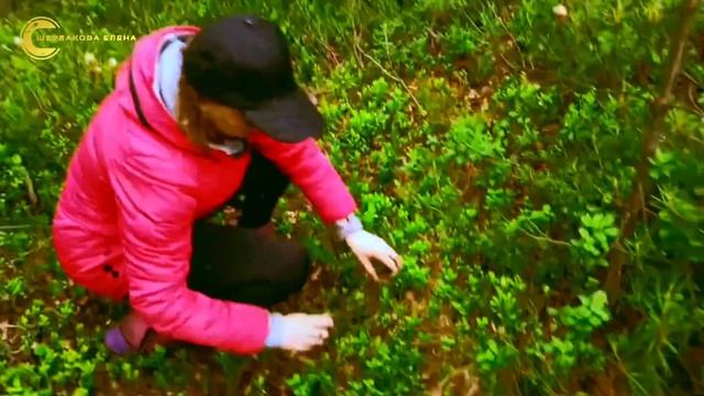 Прогулка_по_лесу_