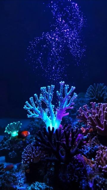 Подводный мир: сияние кораллов #кораллы #подводнаяжизнь #океан