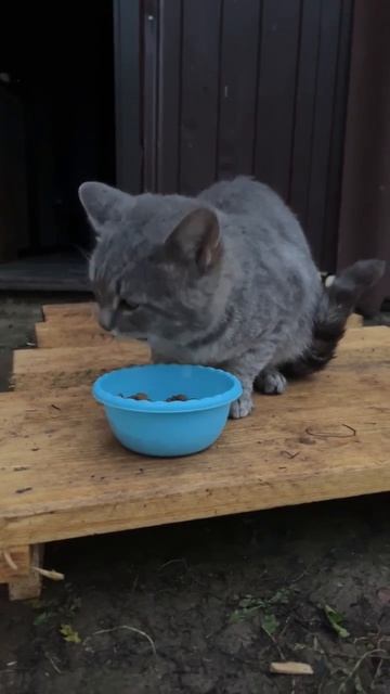 бездомныйкот кот смешныекоты
смешноевидео