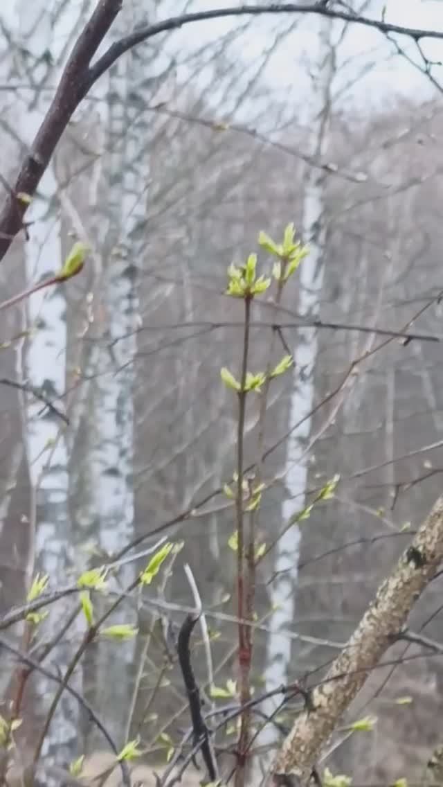 Первые листочки