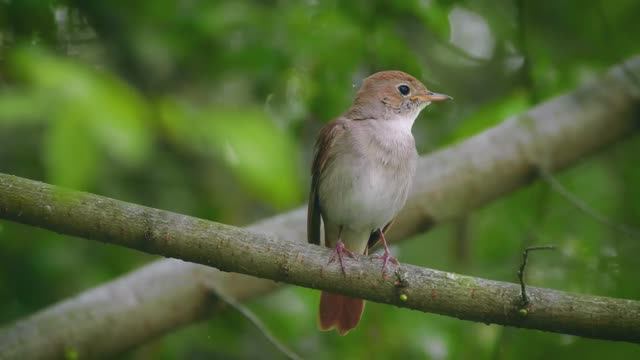 Звуковая терапия: пение птиц для снижения стресса и глубокого сна