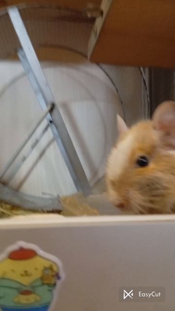 ДЕГУС МИЛОЕ СОЗДАНИЕ (весёлый дегус)