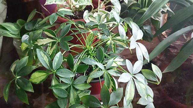 Укоренение черенков варигатной Шефлеры Герды