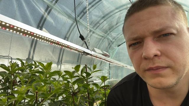 23 марта СПБ Как выросли ГОРТЕНЗИИ за 37 Дней НЮАНСЫ АВТОМАТИКИ