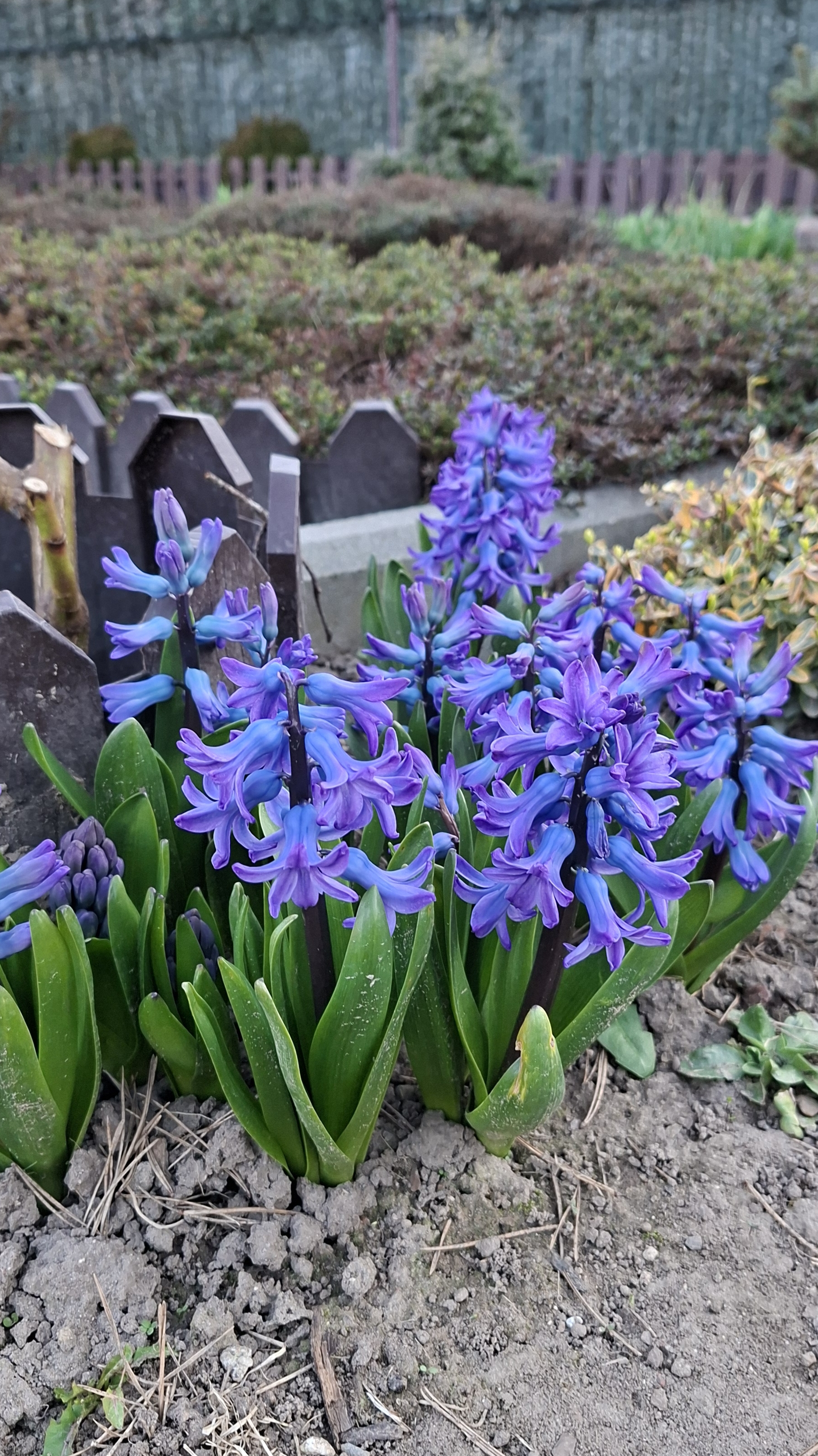 Зацвели гиацинты