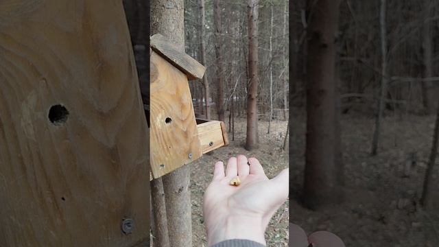 Дендрарий г. Свободный