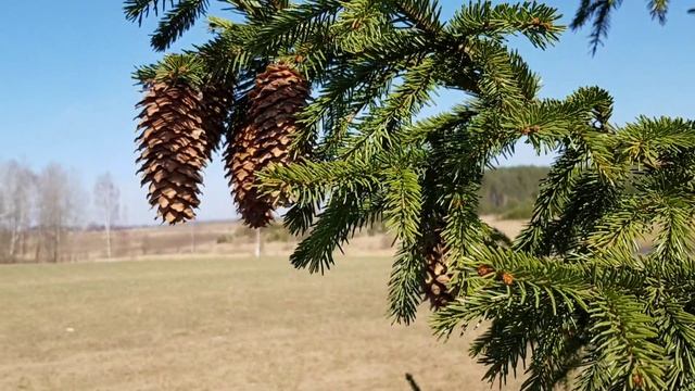 05Ёлка и шишки в весеннем лесу Футажи Красивая природа