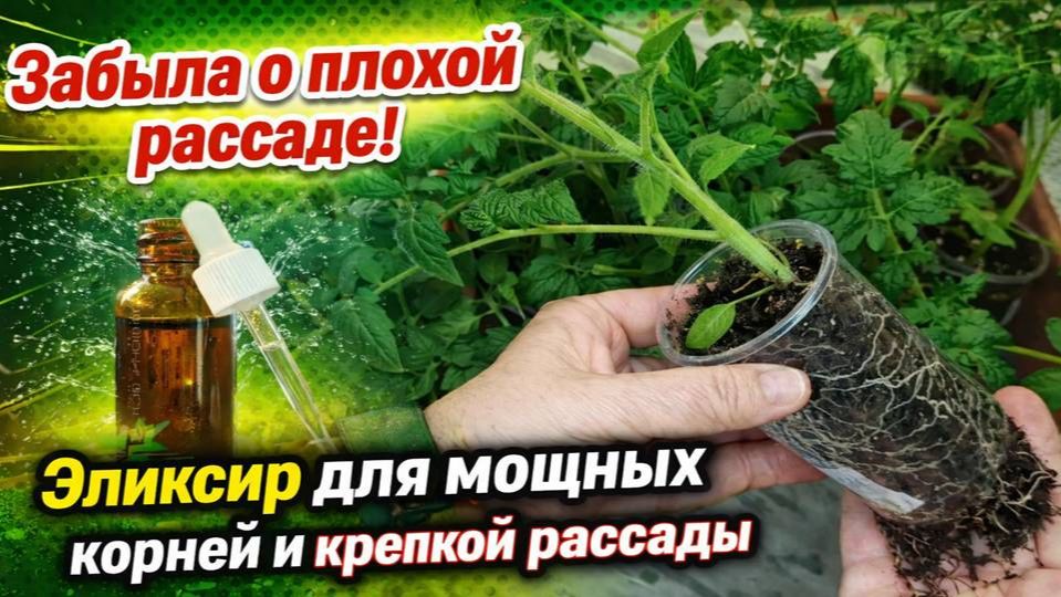 Забыла о плохой рассаде! Мой бюджетный эликсир для мощных корней и крепкой рассады