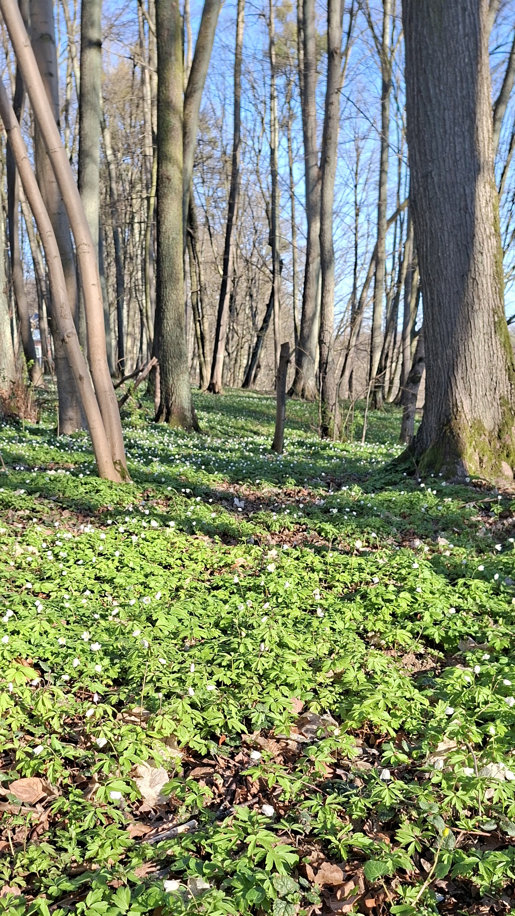 В лесах и парках зацвели ветреницы