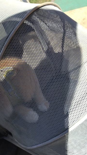 Санкт-Петербург. Проспект Энгельса. 17.04.2026. . Котенок Персик на прогулке.  Эпизод 2