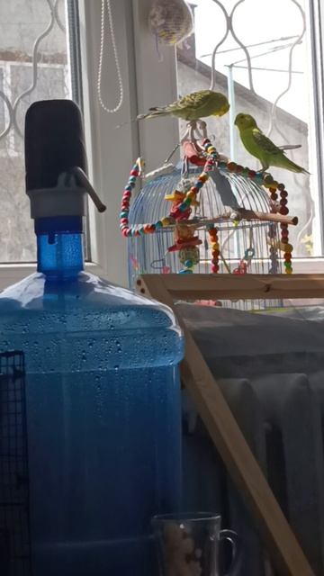 лысый попугай Лёня