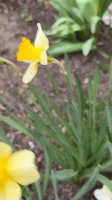 ДНР. Харцызск. 18.04.2026. Цветы у домаю. Нарцисы. Эпизод 8