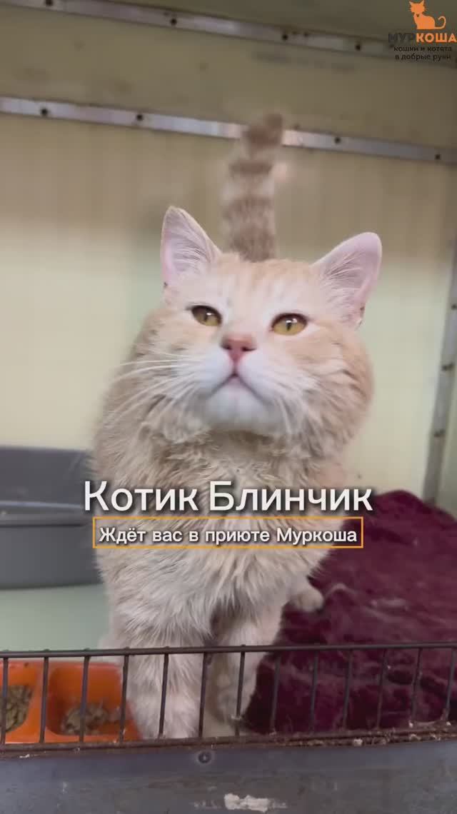 Блинчик ждёт вас в приюте #Муркоша