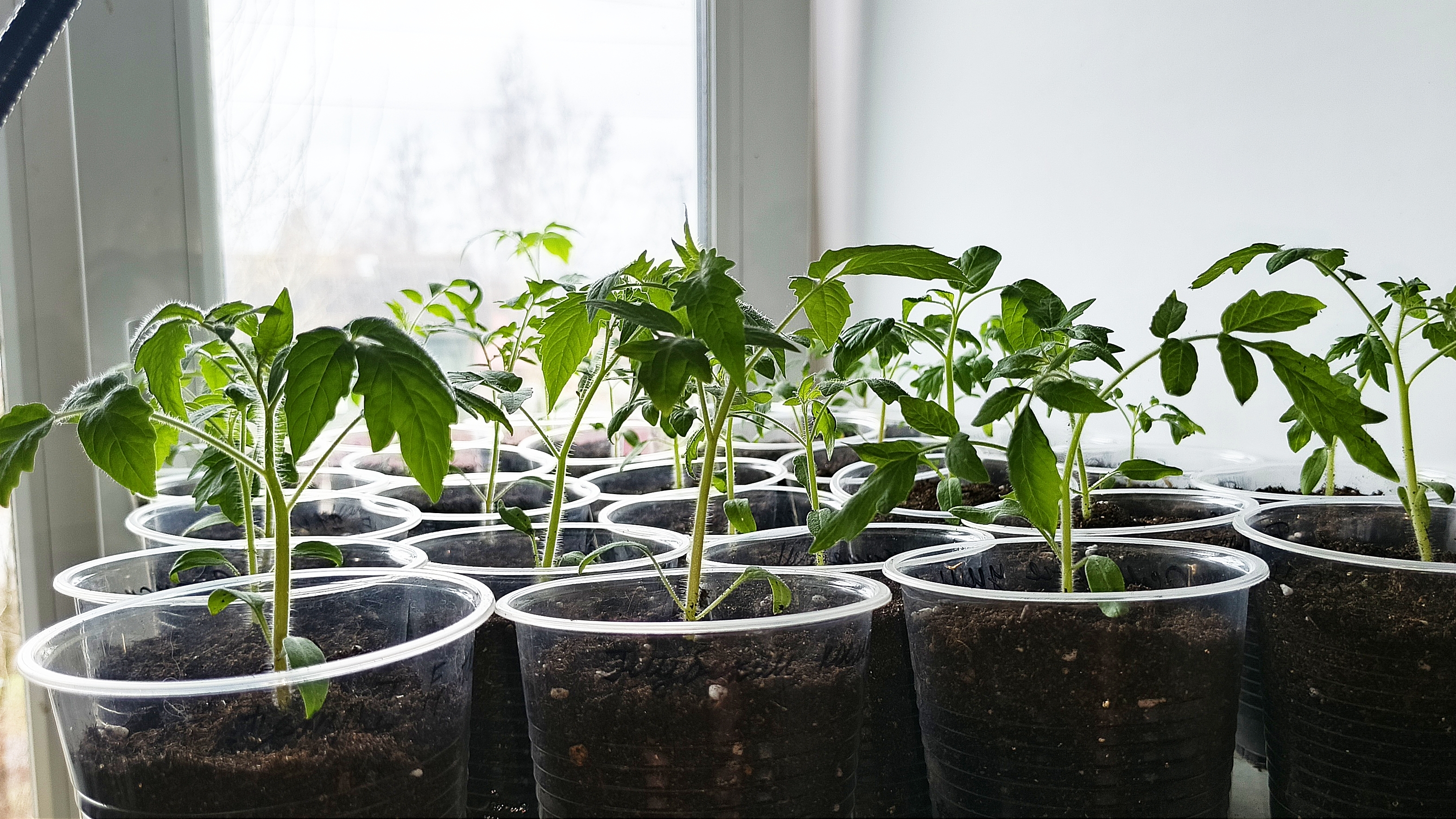 18.04.26 Рассада томатов спустя неделю после пикировки.Хорошо подрасла