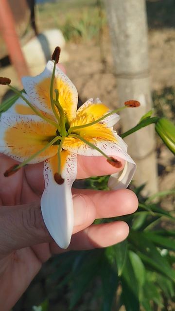 Лилия тигровая Леди Алиса.