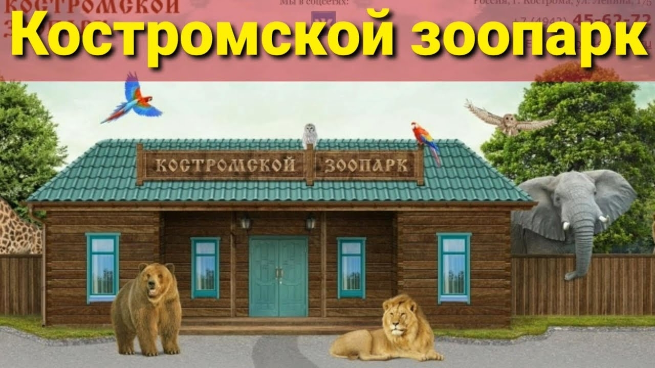 🐫Прогулка🐻в🦁Костромском 🦬Зоопарке🦌.#кострома #костромскойзоопарк #зоопарк #костромскаяобласть
