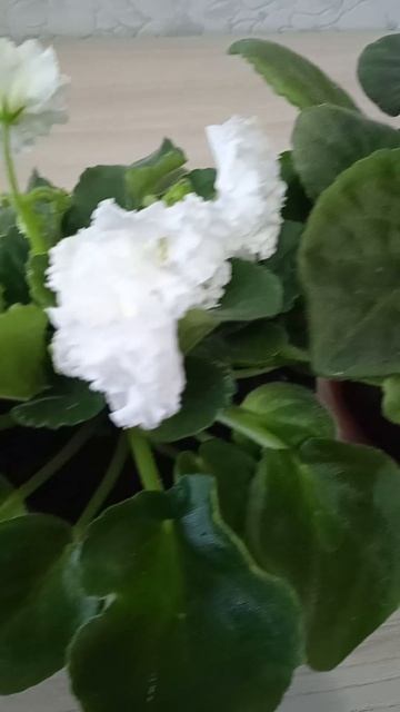 Подкормка фиалок весной для пышного цветения