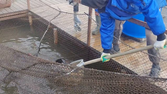 запуск форели