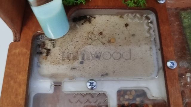 муравьи едят банан