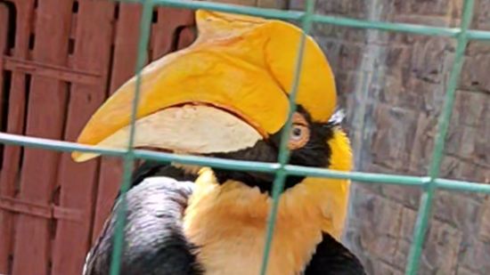 Очень странная птица