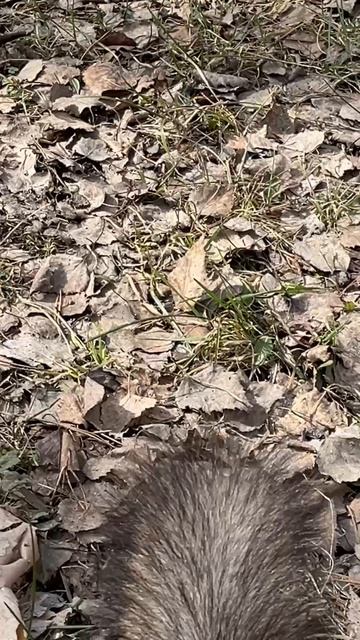 Центральный парк26