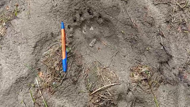 2026_СПВ_след_медведицы_и_медвежонка