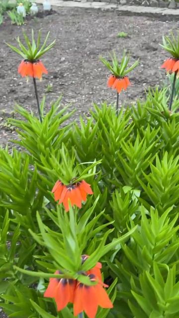 ДНР. Харцызск. 18.04.2026. Цветы у дома. Тюльпаны и рябчик императорский. Эпизод 7