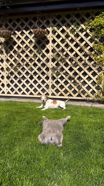 VID_20260417_132132_621.mp4