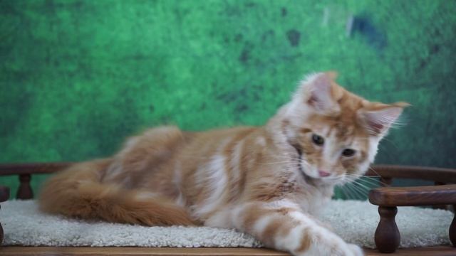 Zahar 45 месяца