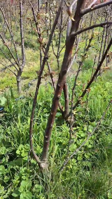 Обзор двусортовые черешни в Виноградном Анапа 04.2026