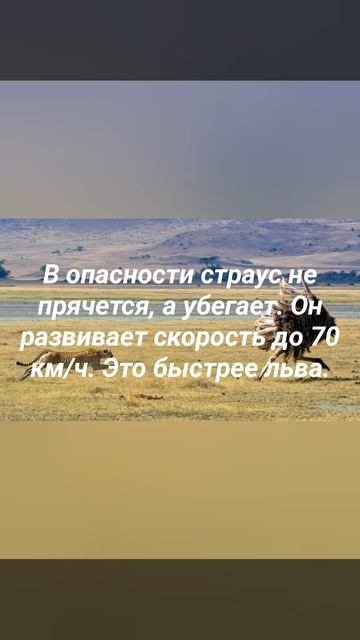 Страус прячет голову в песок? Долгожданный ответ