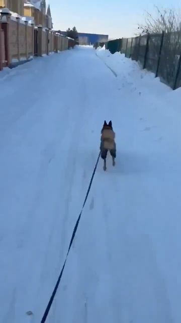 Маленькая собачка с огромным сердцем героя.  Привет от нашей Евы!